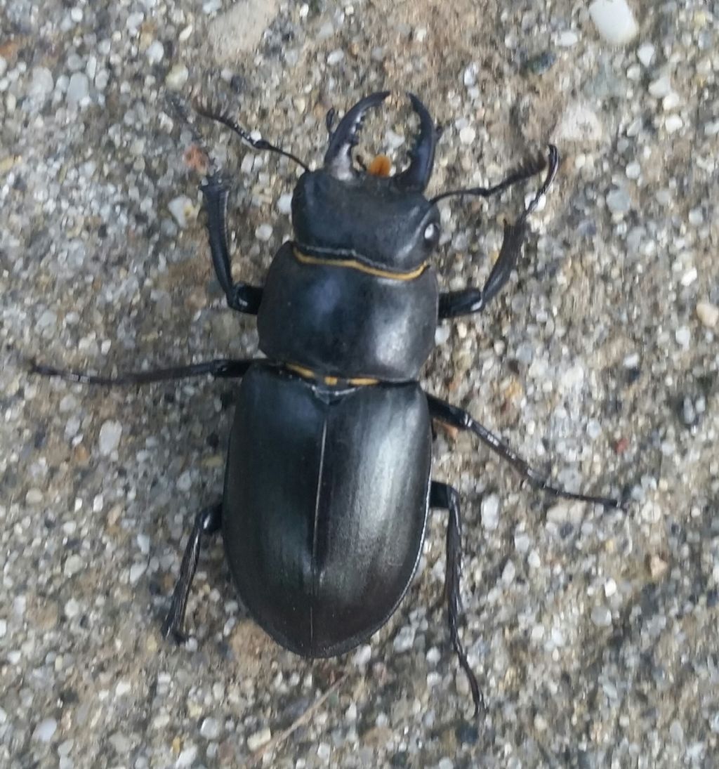 Che tipo di scarabeo ?  Lucanus tetraodon, maschio